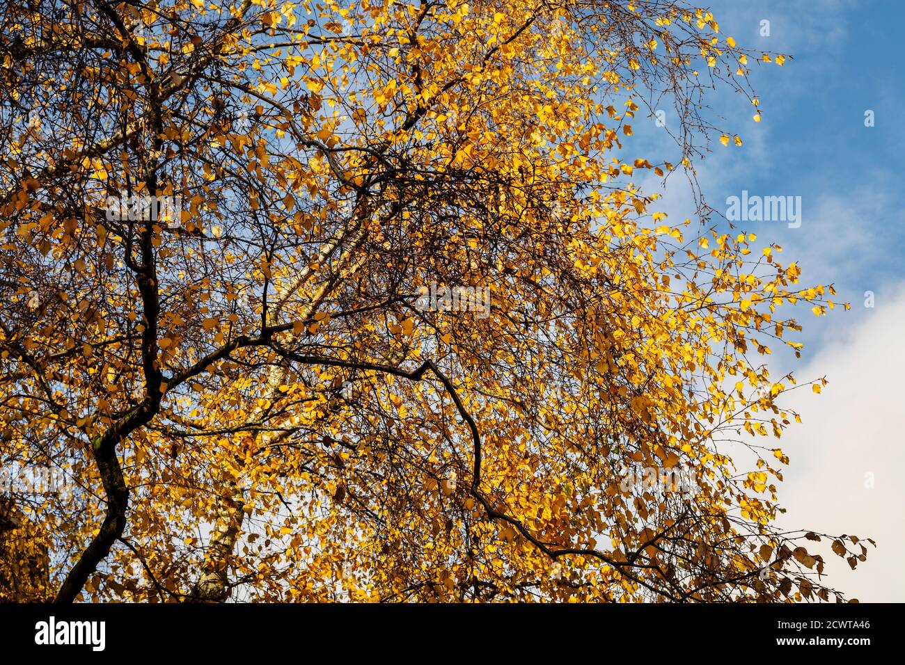 Foglie dorate su un albero in autunno Foto Stock