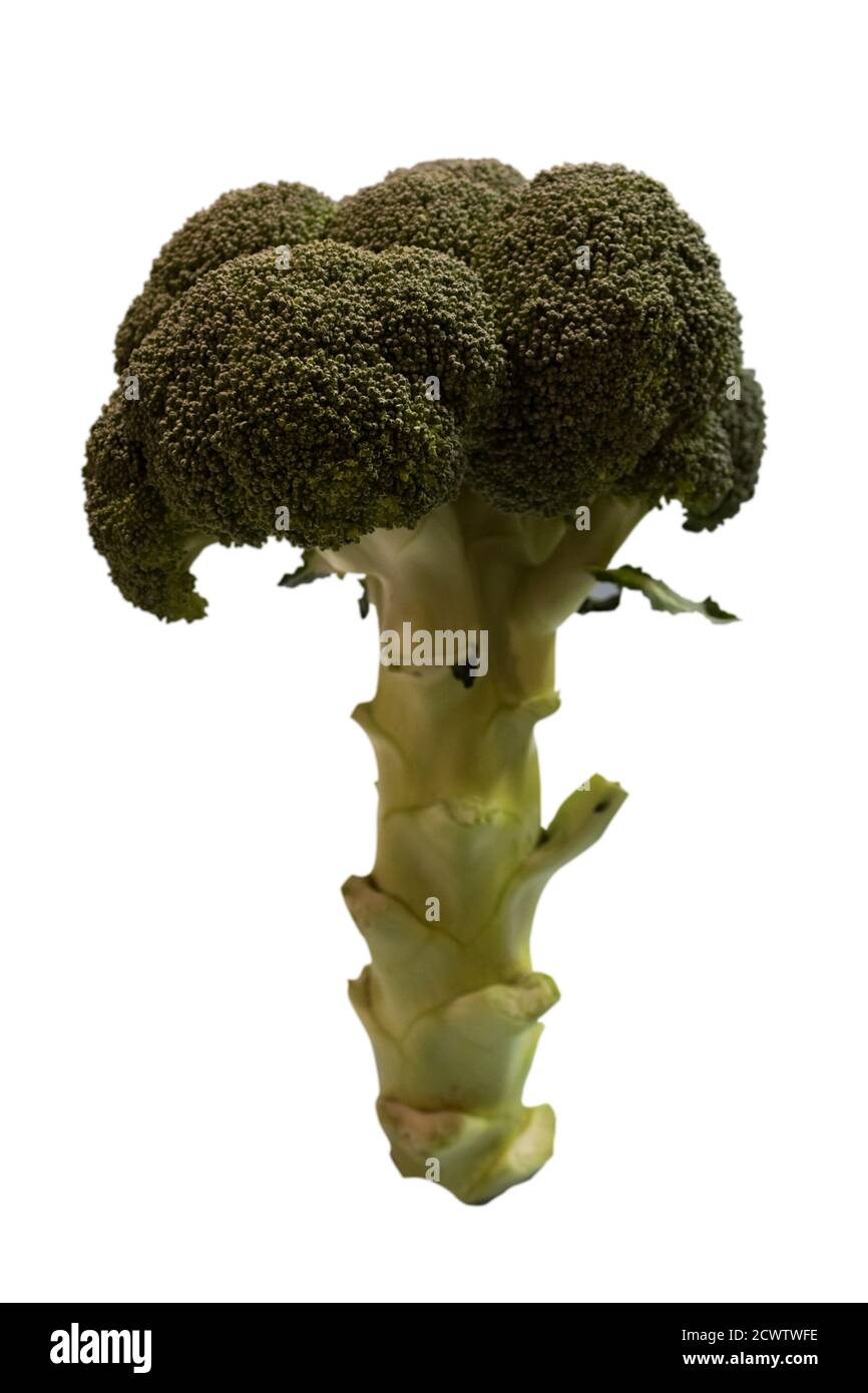 Freschi broccoli verdi a forma di albero. Isolato su sfondo bianco. Foto Stock