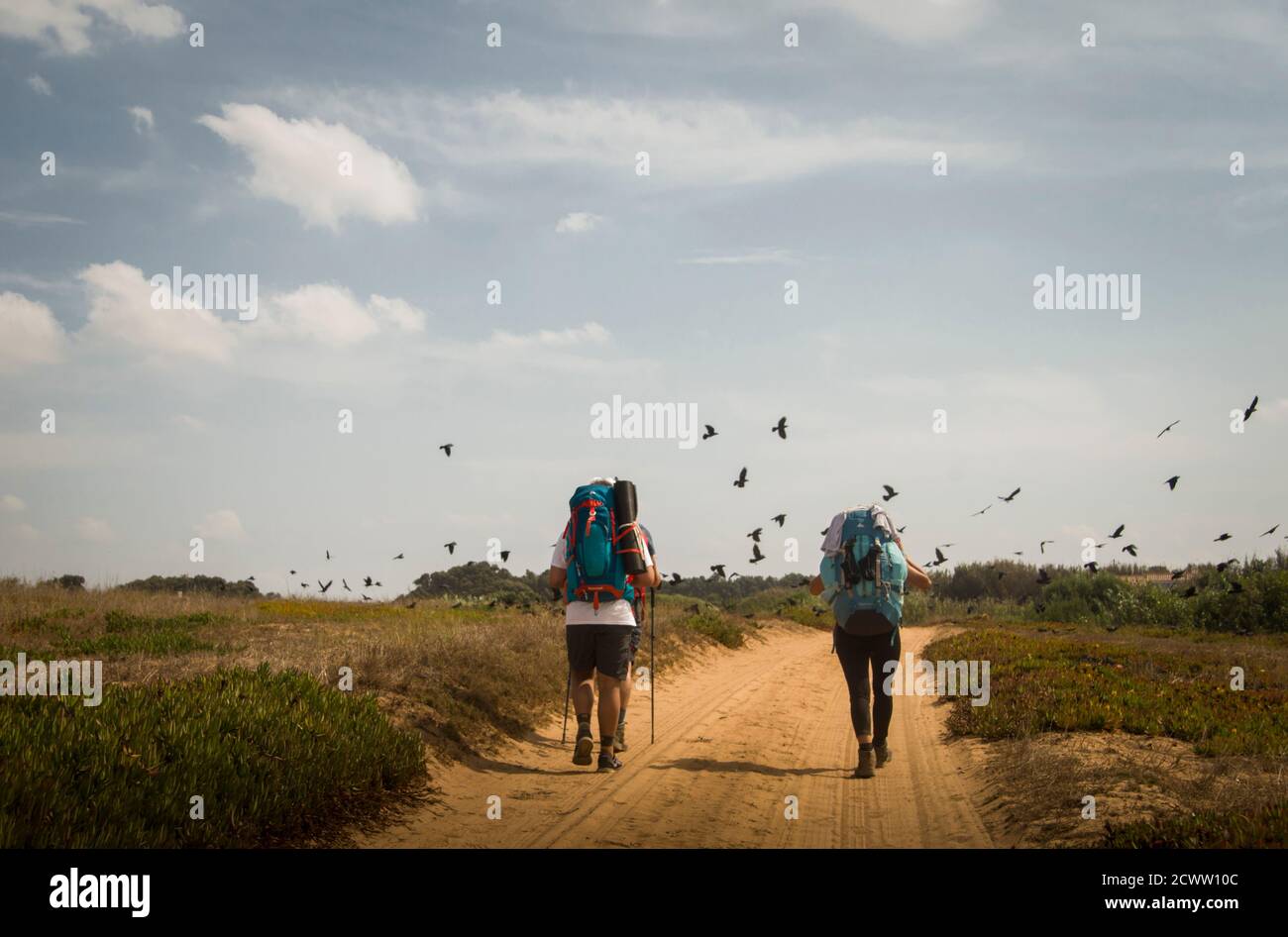 Tre escursionisti camminano lungo una strada polverosa in un paesaggio di campagna, passando attraverso un gregge di corvi che decollare Foto Stock