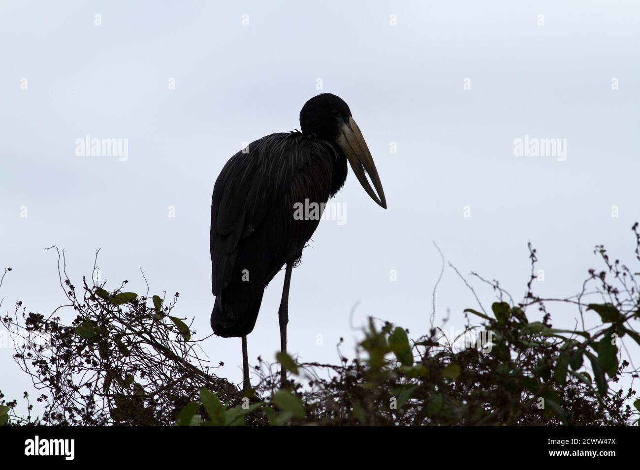 Una cicogna africana con fattura aperta in silhouette mostra il design unico del becco per una dieta altamente specializzata di acqua lumaca e molluschi bivalvi Foto Stock