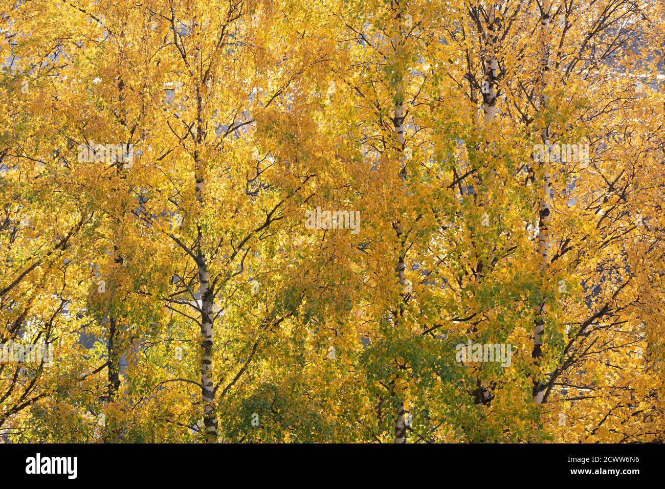Betulla e fogliame in colori autunnali in giornata di sole Foto Stock