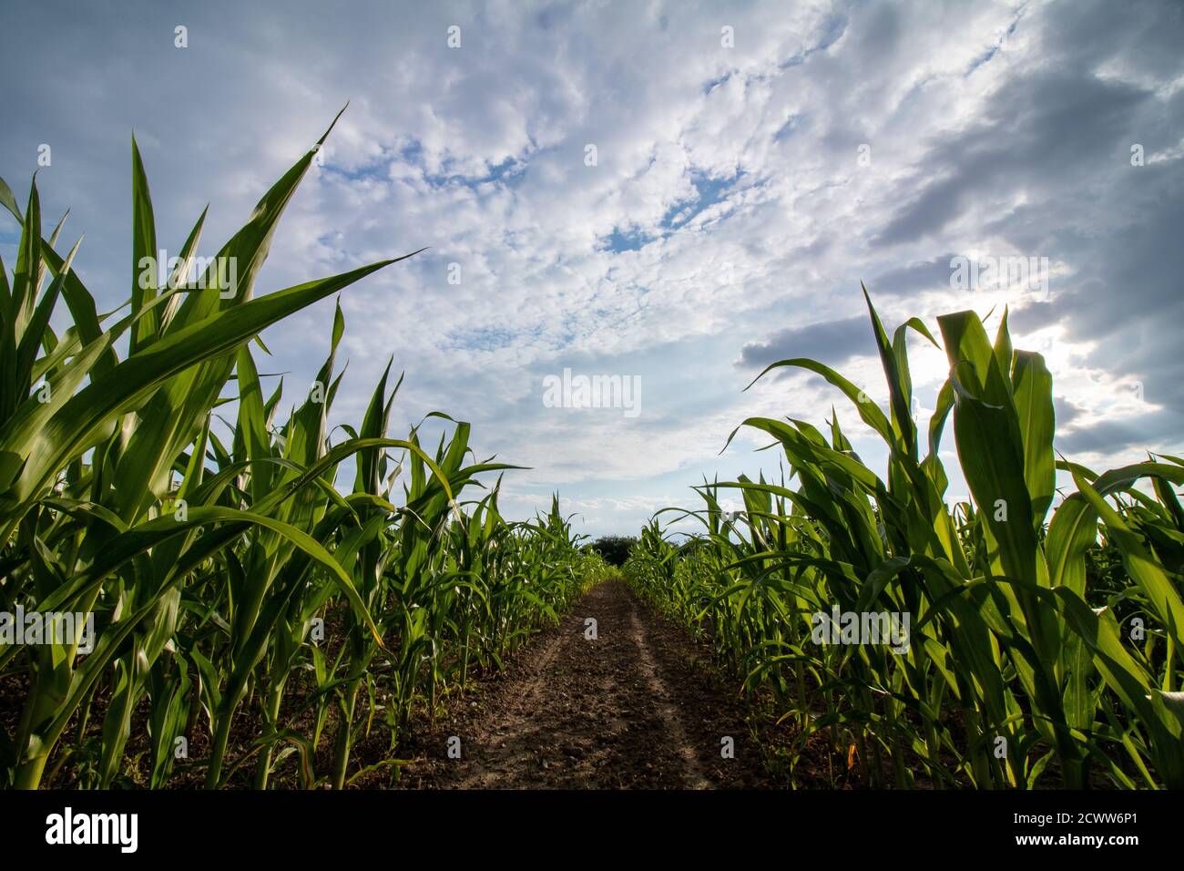 Campo di mais con nuvole, a Praga, Repubblica Ceca, 18 luglio 2020. (Foto CTK/Martin Macak Gregor) Foto Stock