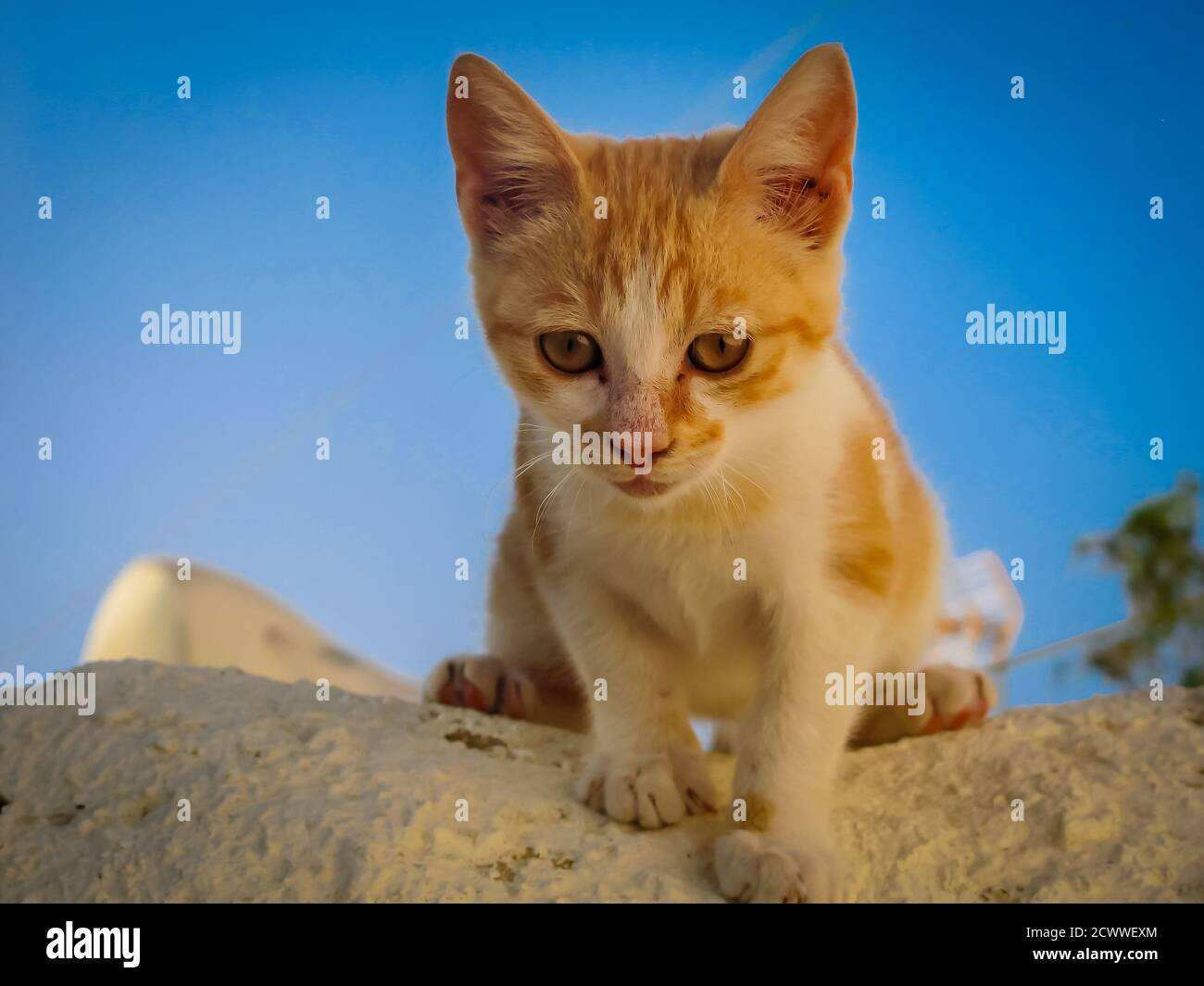 SANTORINI, GRECIA - 2013 agosto. Carino gatto che arrampica sul muro in Grecia Foto Stock