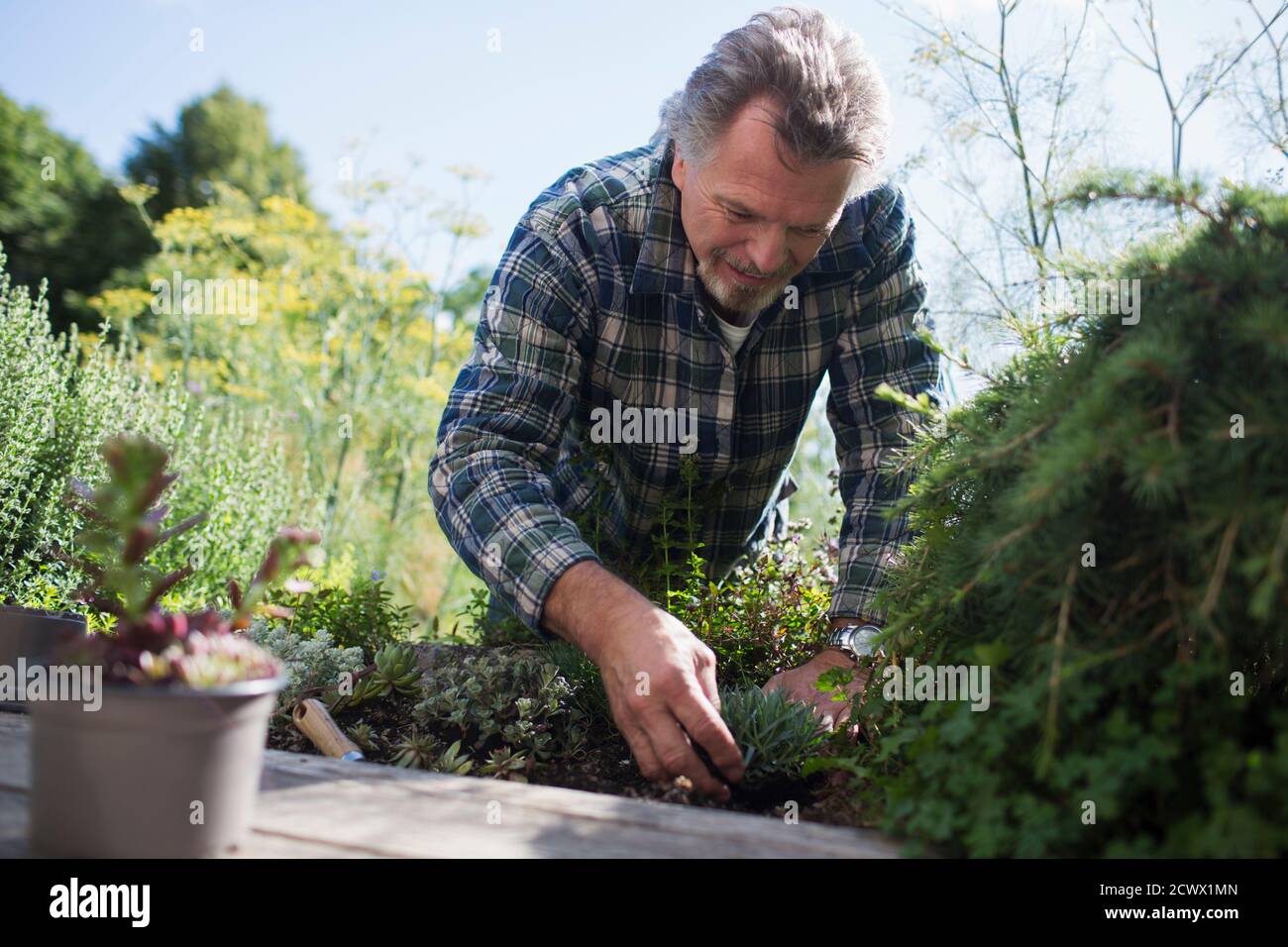 Uomo anziano che fa giardinaggio in cortile soleggiato Foto Stock