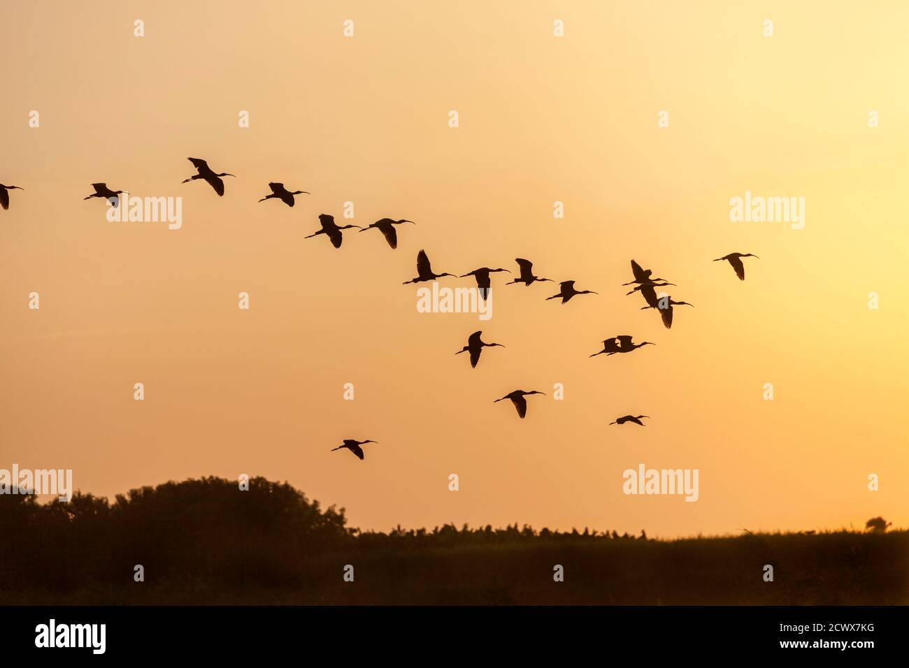 Un gregge di stibises, silhouette contro il cielo al crepuscolo, volando lungo il fiume Nilo vicino Luxor Foto Stock