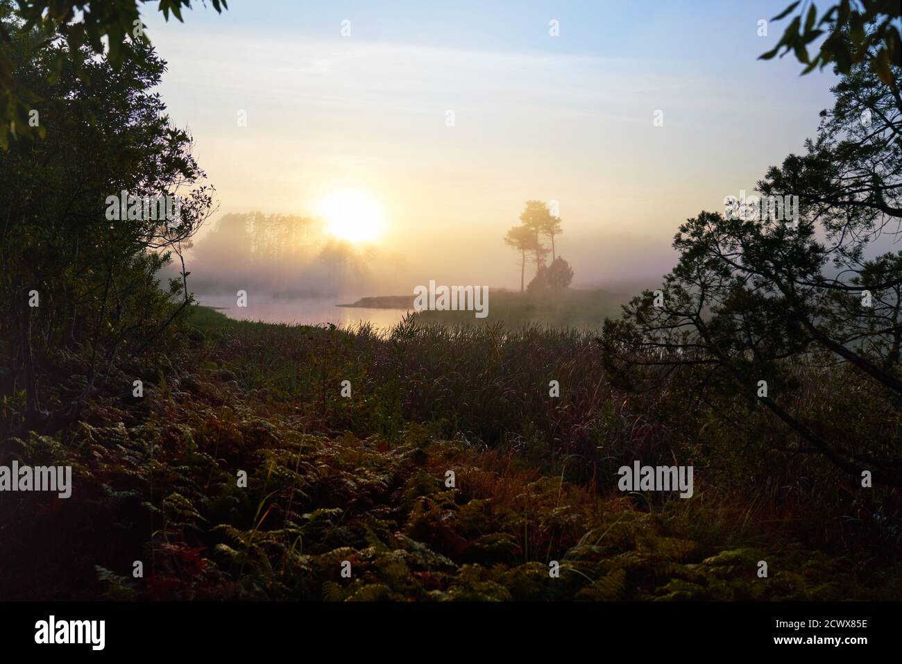 Sereno tramonto sull'acqua e alberi in natura Foto Stock