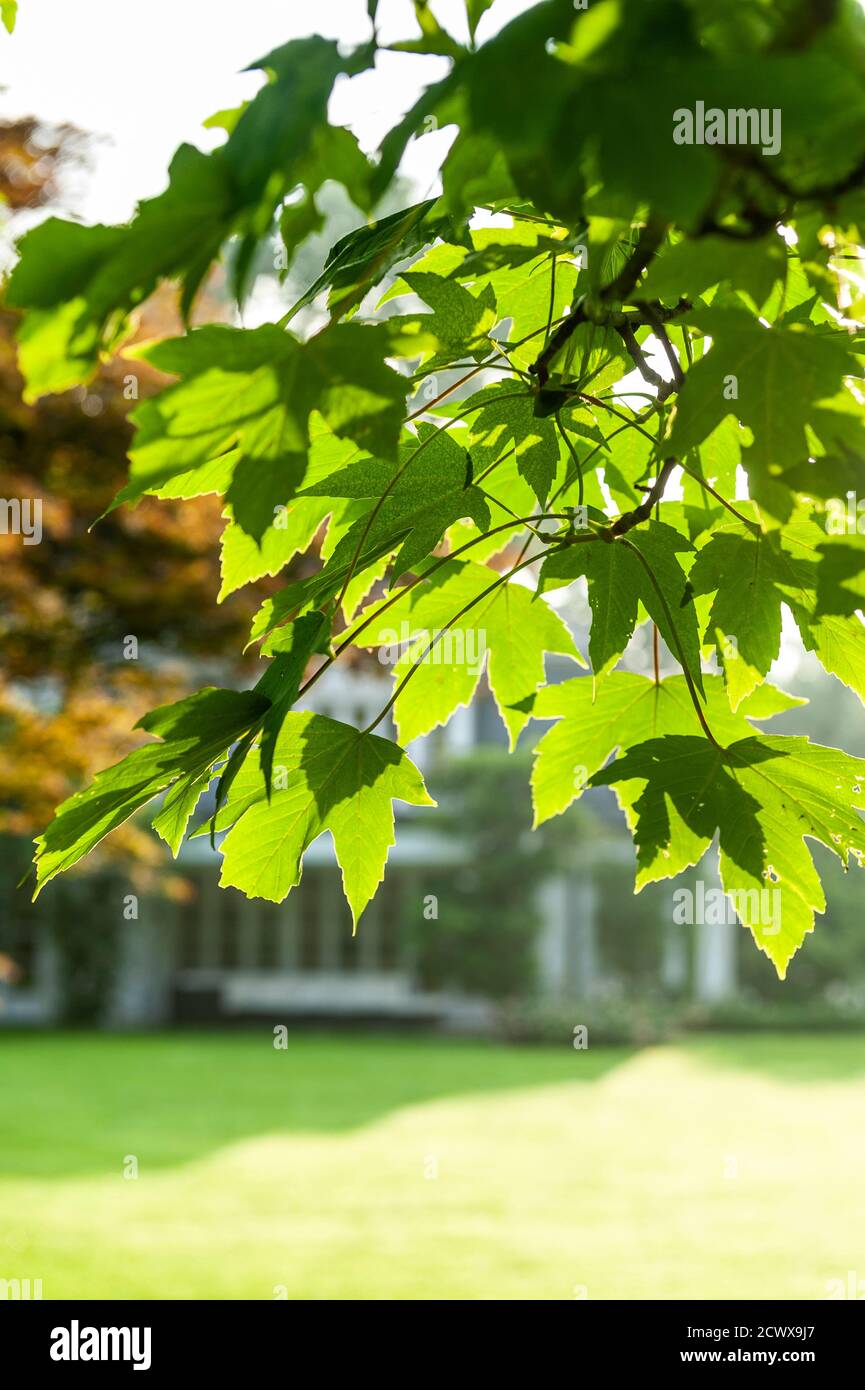 Foglie di colore verde in presenza di luce solare Foto Stock