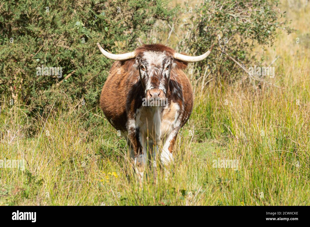 Old English longhorn bull (precedentemente chiamato Lancashire Cattle), una razza bruna e bianca, Regno Unito Foto Stock