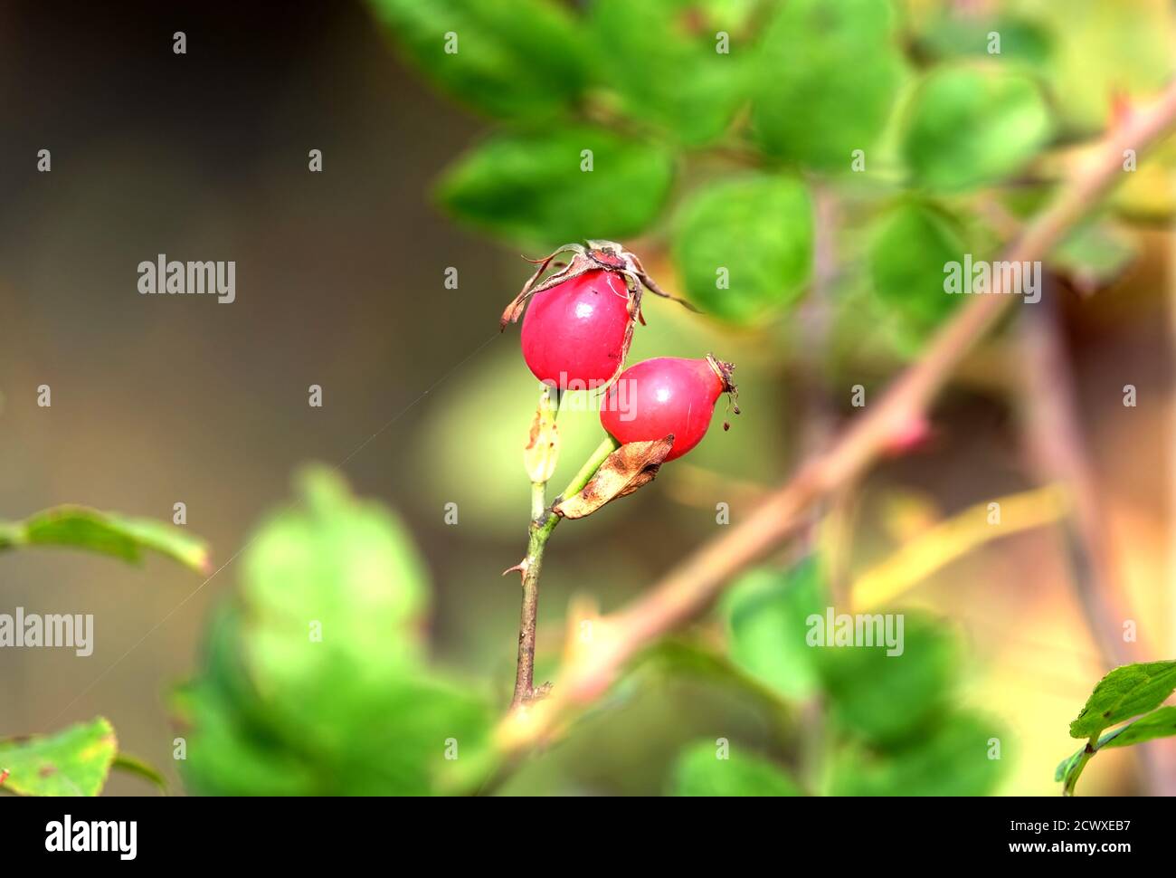 Rosone hip Bush con due ultimi frutti rossi maturi nei rami densi con foglie verdi. Primo piano della foto Foto Stock