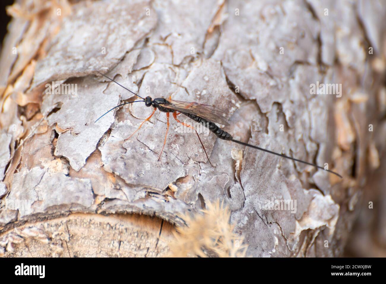 L'ichneumonide nero parassita specie di vespa, una femmina con un lungo ovipositor, Regno Unito Foto Stock