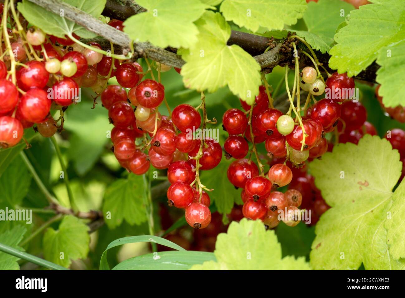 Ribes (Ribes rubrum) frutti commestibili su racemi tra le foglie di un bush di ribes, Berkshire, giugno Foto Stock
