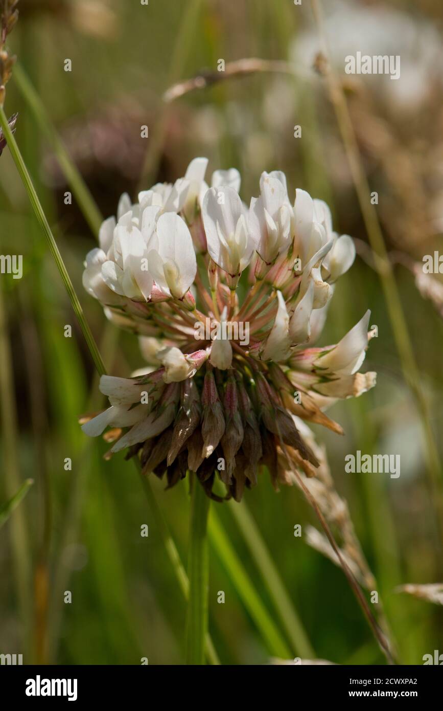 Un fiore di trifoglio bianco (Trifolium repens) miscela di prateria o raccolto di foraggio per fornire fissazione per azoto gassoso in pascoli, Berkshire, giugno Foto Stock