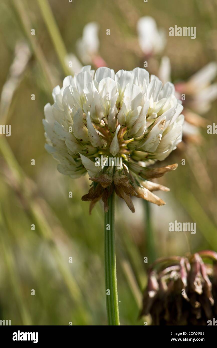 Un fiore di trifoglio bianco (Trifolium repens) miscela di prateria o raccolto di foraggio per fornire fissazione per azoto gassoso in pascoli, Berkshire, giugno Foto Stock