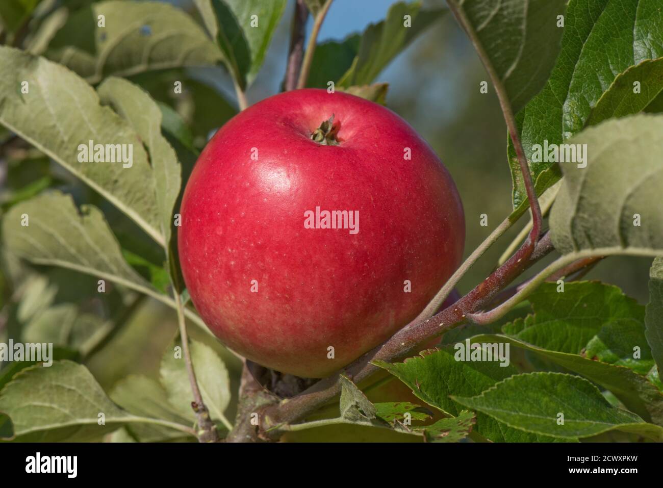 Scoperta rossa matura mangiare mela sull'albero in estate, Berkshire, Regno Unito Foto Stock