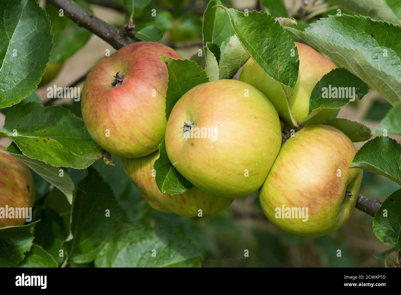 Rosso e verde matura Bramley cuocendo mele sull'albero in estate, Berkshire, UK, agosto Foto Stock