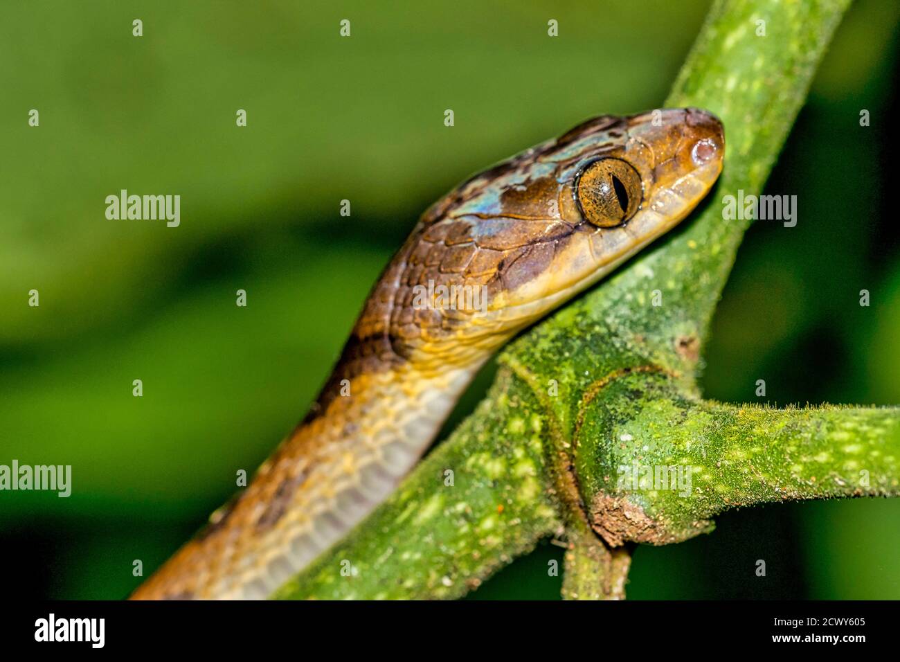 Mapepire corde Violon, Blunthead Tree Snake, Imantodes cenchoa, foresta pluviale tropicale, Parco Nazionale di Corcovado, Area di conservazione Osa, Costa Rica Foto Stock