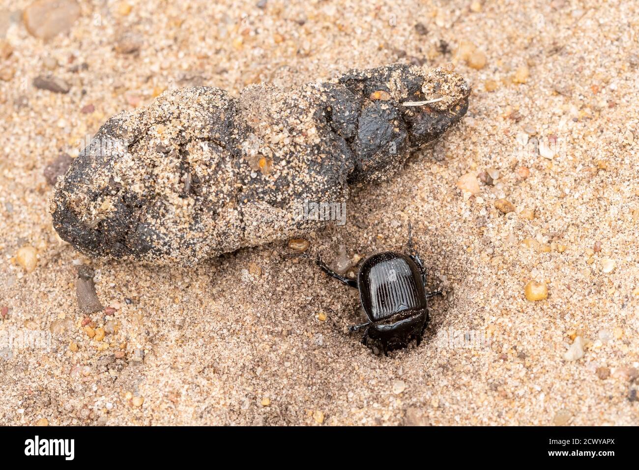 Il scarabeo di Minotauro (Typhaeus typhoeus), un scarabeo di sterco, su una brughiera sabbiosa, nel Regno Unito, scavando un buco per seppellire sterco Foto Stock