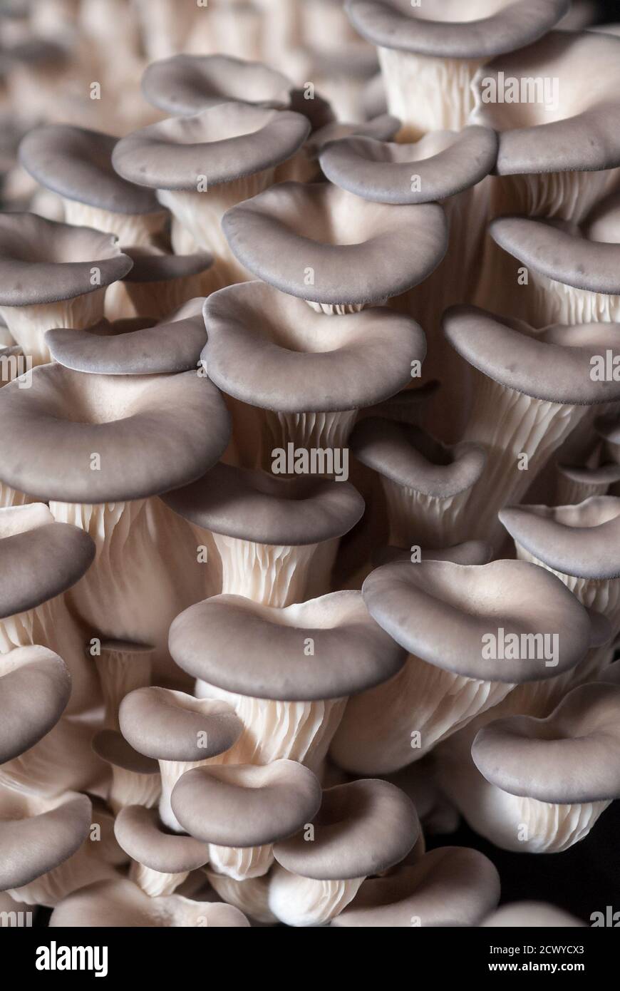 funghi commestibili allevati in un blocco di paglia pronto per consumo Foto Stock