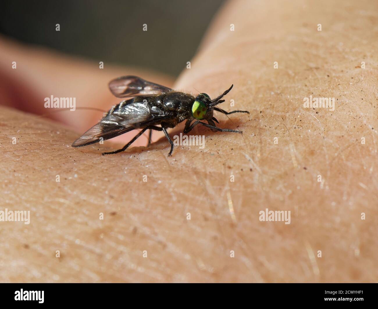 Volata nera (Chrysops sepulcralis) una specie nazionale scarpata nel Regno Unito, succhiando sangue dalla mano del fotografo vicino a un margine di stagno, Dorset, Regno Unito. Foto Stock