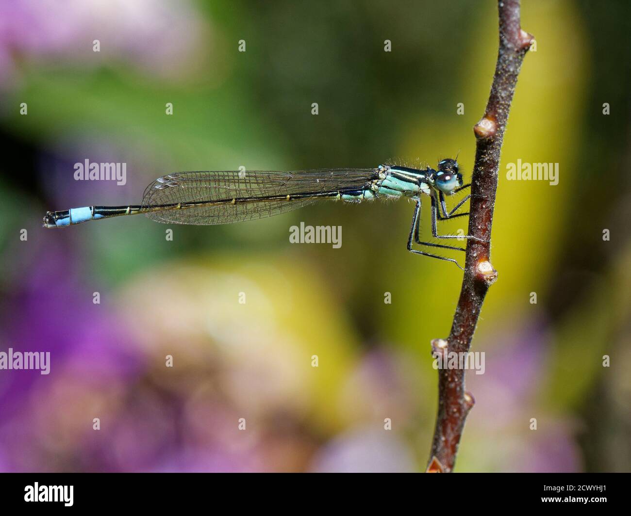 Damselfly con coda blu (Ischnura elegans) che si sdraia su un fusto di pianta sulla brughiera vicino a Rododendron fiorito (Rhododendron ponticum), Dorset, Regno Unito. Foto Stock