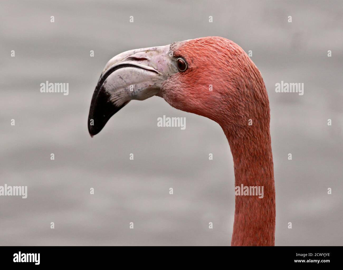 Maggiore Flamingo (phoenicoperus roseus) giovanile Foto Stock