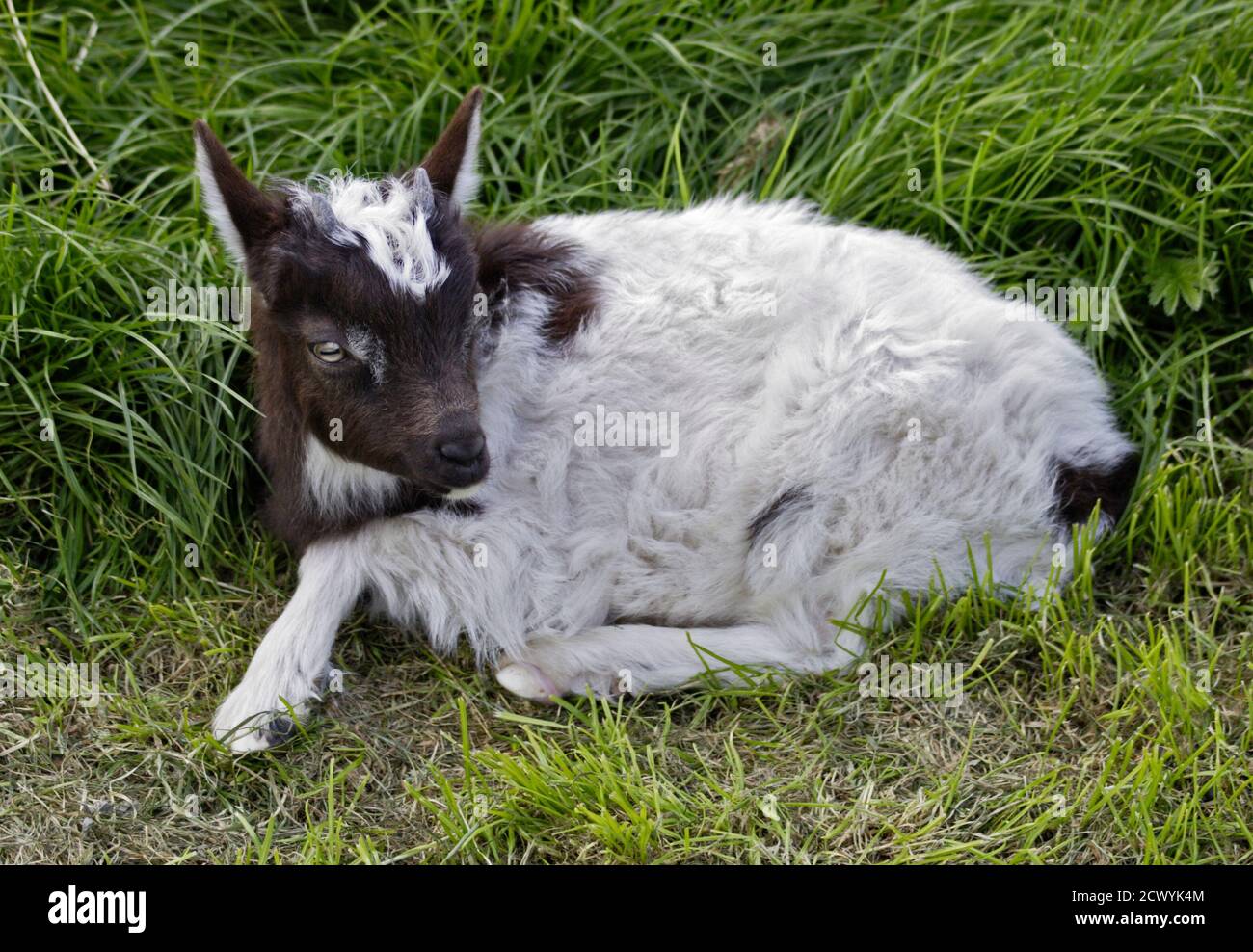 Capra giovanile (capra) Foto Stock