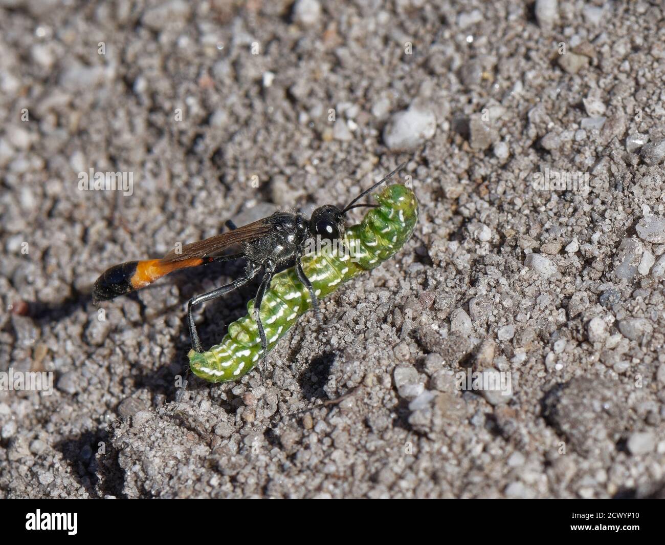 Heath sabbia wasp (Ammophila pubescens) che porta una bella falce gialla sotto la pallida (Anarta myrtilli) caterpillar torna al suo nido, Dorset, Regno Unito Foto Stock
