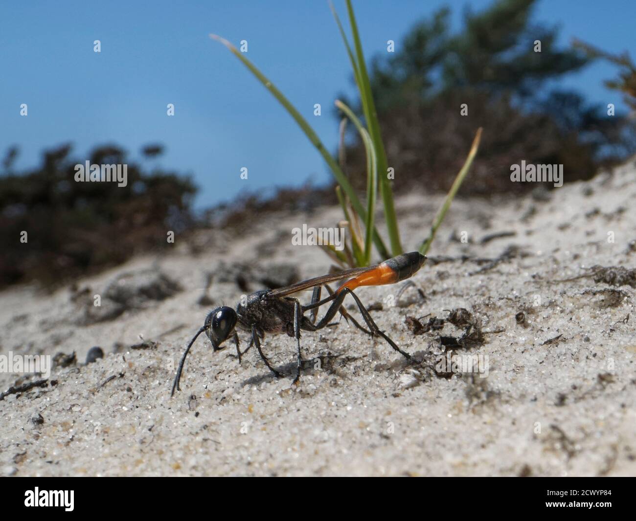 Heath sabbia wasp (Ammophila pubescens) rastrellando la sabbia verso l'ingresso del suo nido burrow per nasconderlo ed escludere parassiti mentre assente, Dorset, UK. Foto Stock