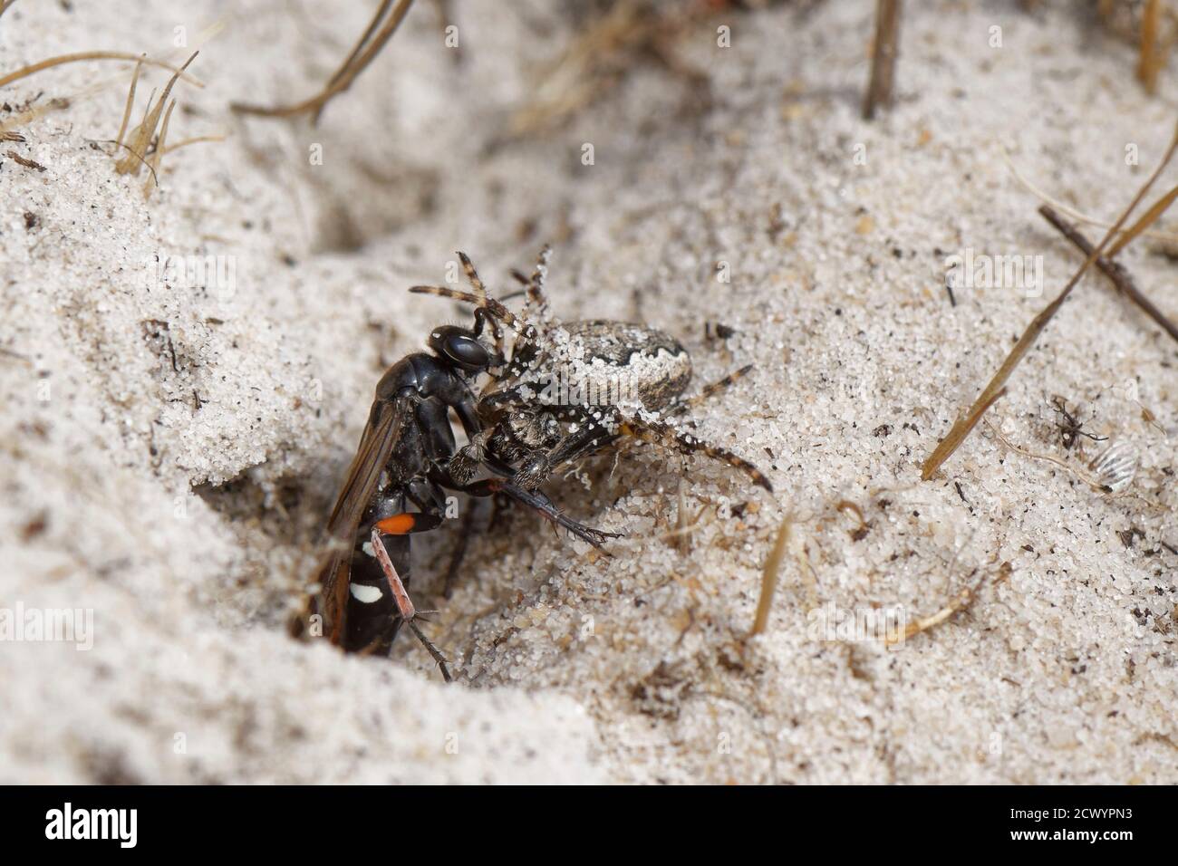 Vespa ragno a zampe rosse (Episyron rufipes) che trascina un tessitore orb del settore mancante (Zygiella x-notata) nel suo burrone nido in una brughiera sabbiosa, Dorset, Regno Unito. Foto Stock