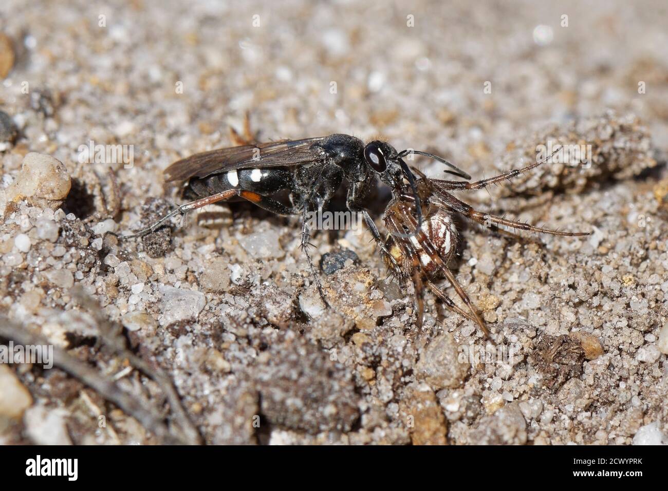 Vespa ragno a zampe rosse (Episyron rufipes) che trascina un ragno orb-tessitore bordato (Neoscona adianta) al suo nido nel brughetto sabbioso, Dorset, Regno Unito. Foto Stock