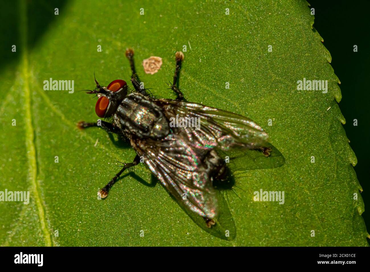 Primo piano immagine macro di una famiglia volare su una foglia verde all'esterno. L'immagine presenta i dettagli del corpo peloso, degli occhi composti e dei piedi imbottiti Foto Stock