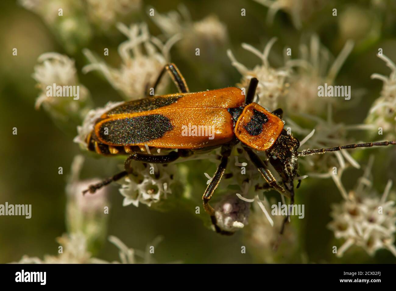 Primo piano immagine macro di un soldato adulto di oro betle a.k.a Pennsylvania leaterwing (Chauliognathus pensylvanicus). Il bug arancione è stato inaridito Foto Stock