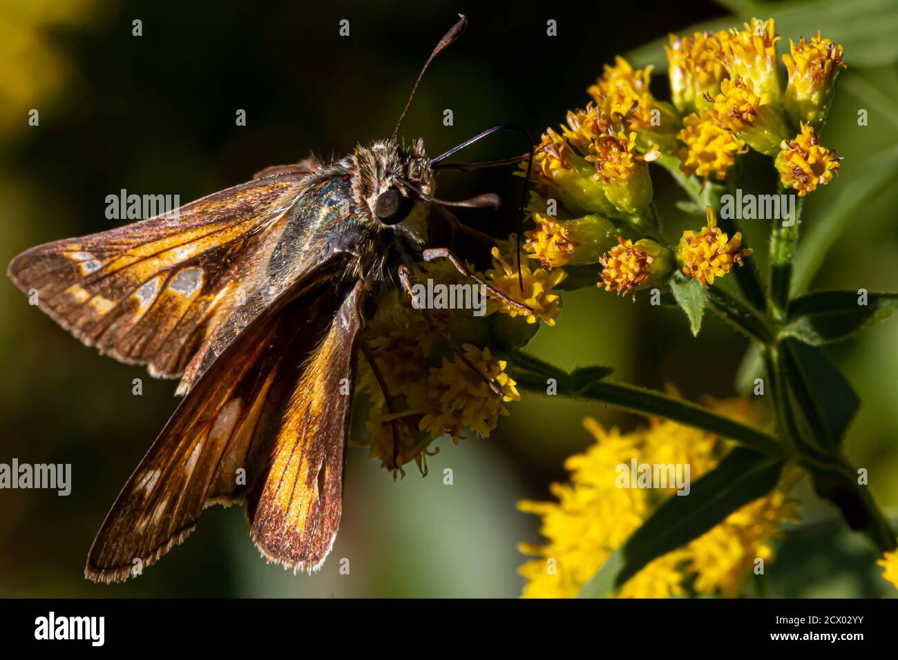 Primo piano immagine macro isolata di una farfalla maschio Atalopedes campestris (Sachem) su fiore giallo. L'insetto è completamente coperto di pollini. È su Foto Stock