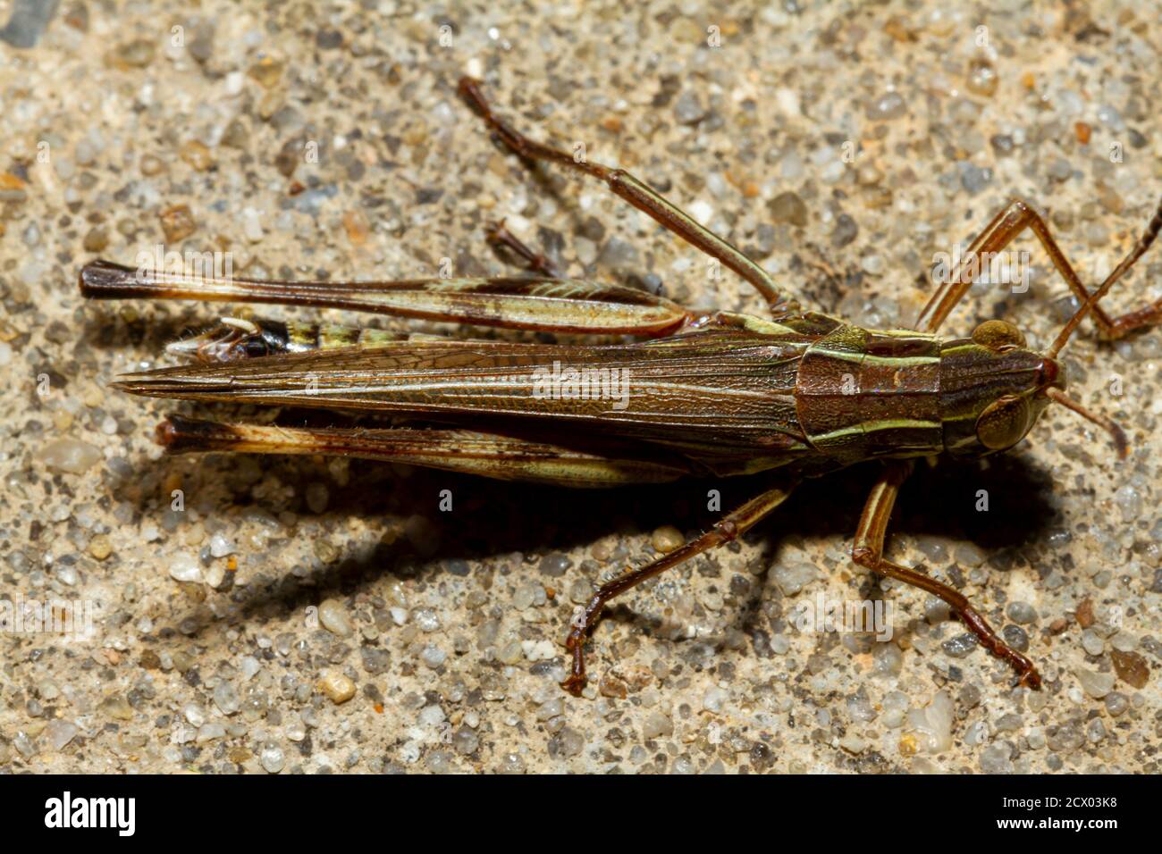 Primo piano immagine macro di un grande gracshopper a due righe (Melanoplus bivittatus) su terreno di cemento. Ha due bande gialle pallidi sul suo corpo superiore Foto Stock