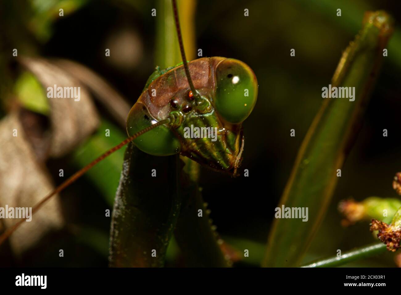 Un'immagine ravvicinata di un obiettivo macro di una mantide cinese adulta (Tenodera sinensis) su una pianta. L'immagine mostra i dettagli del suo occhio composto, pezzi della bocca Foto Stock