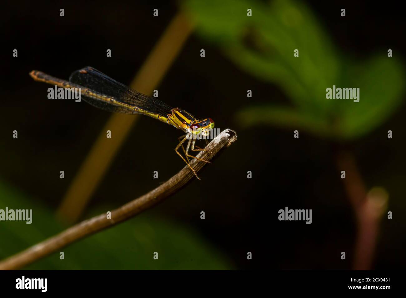Primo piano immagine macro isolata di una posita di Ischnura (fragile forktail) una mosca che misura circa 25 mm ed è originaria degli Stati Uniti orientali. Questo giallo Foto Stock