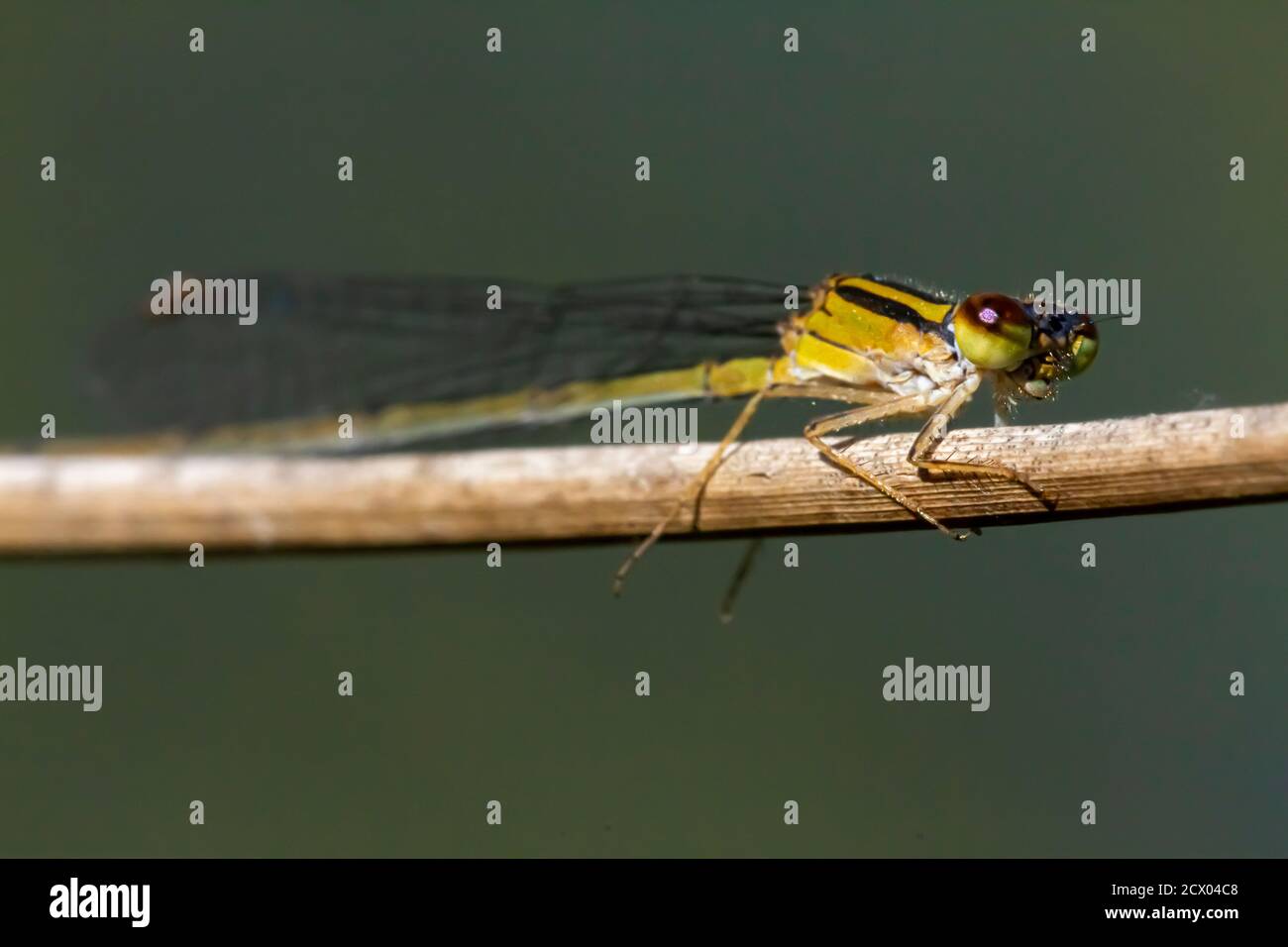 Primo piano immagine macro isolata di una posita di Ischnura (fragile forktail) una mosca che misura circa 25 mm ed è originaria degli Stati Uniti orientali. Questo giallo Foto Stock