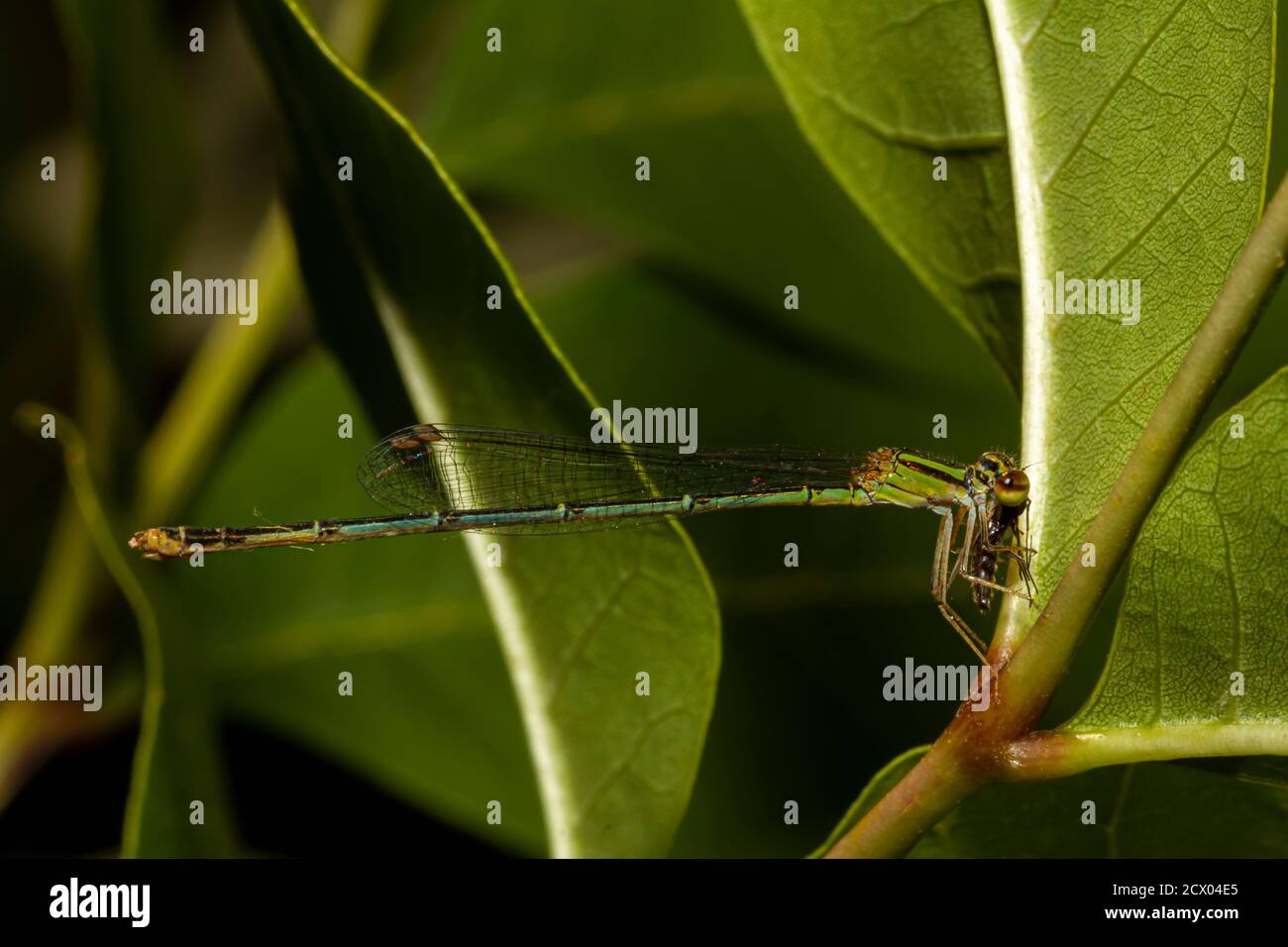 Macro immagine di una posita di Ischnura (fragile forktail) una mosca che misura circa 25 mm ed è originaria degli Stati Uniti orientali. Questo corpo verde si è striato Foto Stock