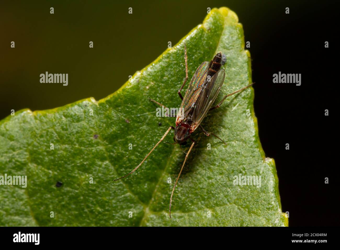 Vista aerea di una mosca con zampa (membro di Micropezidae) che si trova su quattro gambe su una foglia. Queste piccole mosche sono circa 3- 16 mm e elevano thei Foto Stock