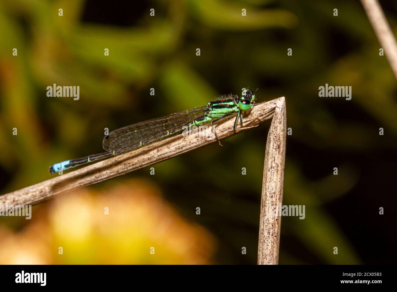 Primo piano immagine macro isolata di una posita di Ischnura (fragile forktail) una mosca che misura circa 25 mm ed è originaria degli Stati Uniti orientali. Questo verde Foto Stock