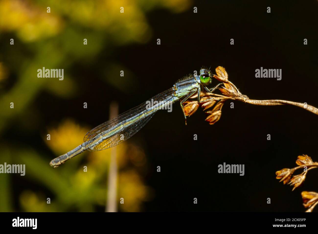 Primo piano immagine macro isolata di una posita di Ischnura (fragile forktail) una mosca che misura circa 25 mm ed è originaria degli Stati Uniti orientali. Questa polvere Foto Stock