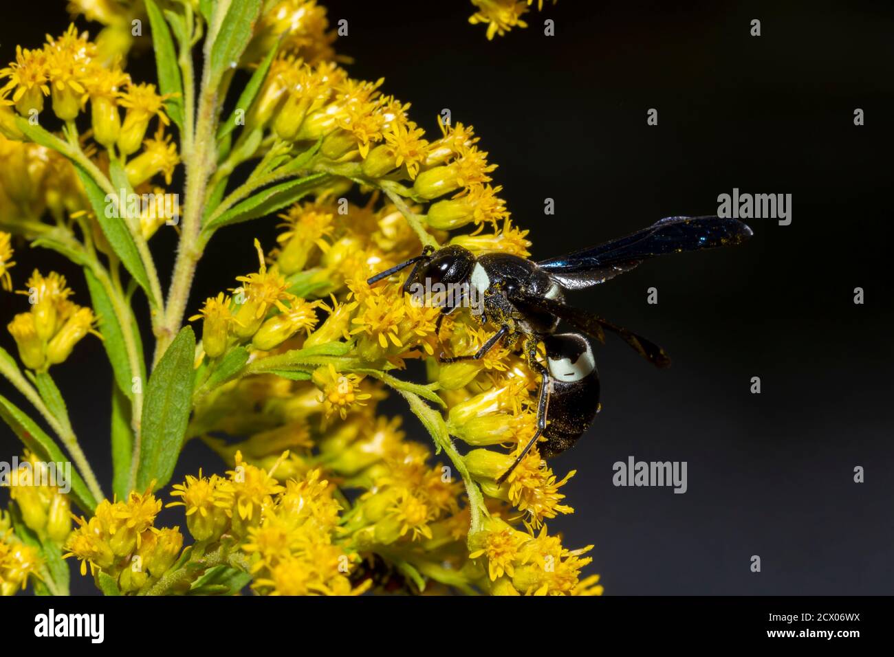 Una wasp di quattro alberi dentati di colore nero (Monobia quadridens) è sui fiori gialli della pianta del gondrod del canada. Ha una striscia bianca che succhia il nettare e. Foto Stock