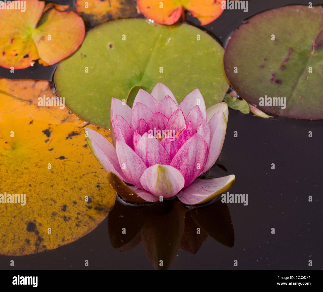 Nymphaea James Hudson, Giglio d'acqua duro Foto Stock