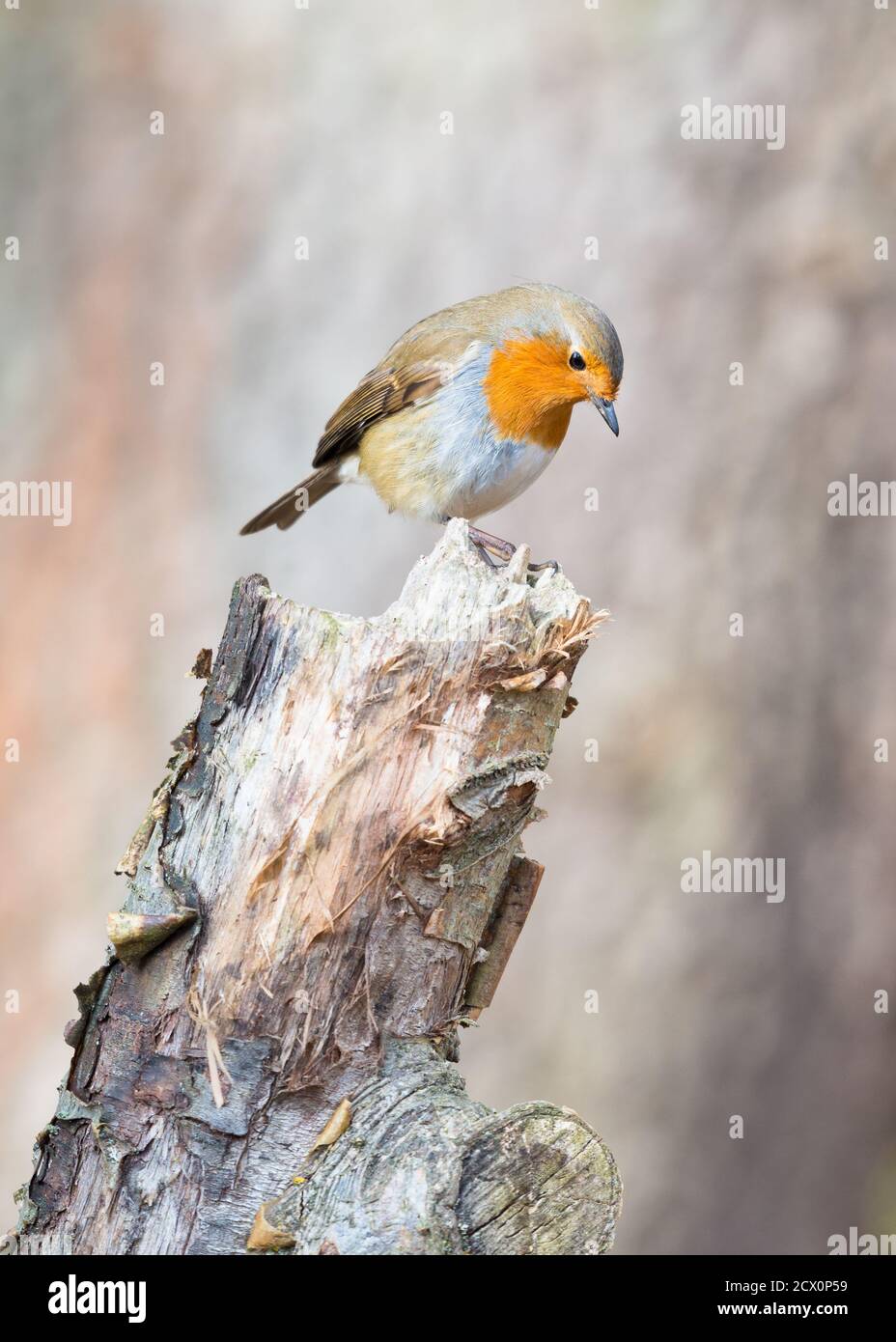 Ritratto di un rossino rosso invernale seduto e guardando da un ceppo di alberi nei boschi. Foto Stock