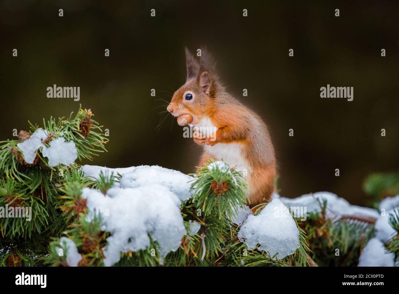 Un Eurasian scoiattolo rosso alimentazione & giocare nella coperta di neve rami di pino, protetto dal freddo con i loro cappotti invernali Foto Stock