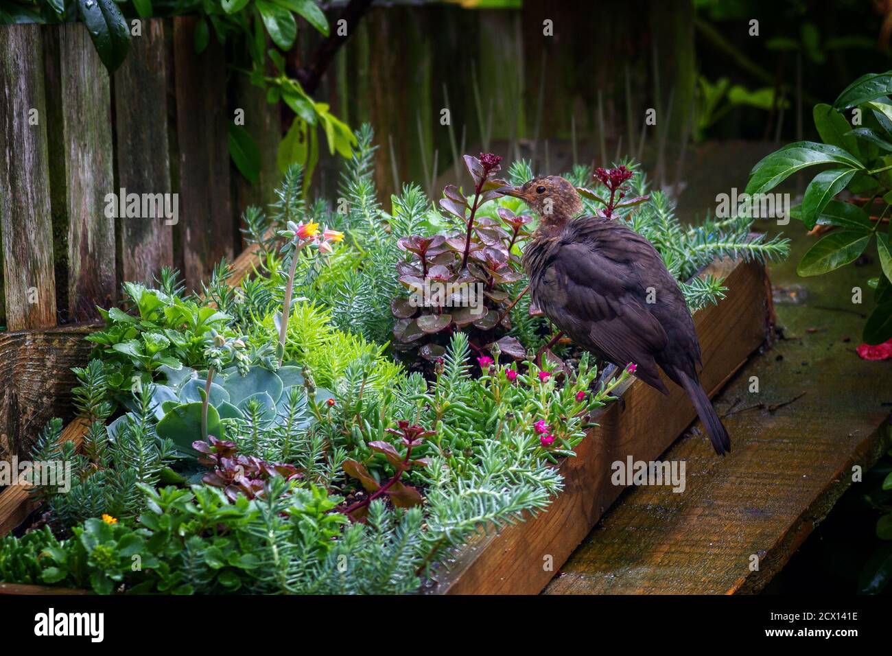 Fauna selvatica del Regno Unito: Uccello nero femminile (Turdus merula) molting in un giardino posteriore, West Yorkshire, Regno Unito Foto Stock