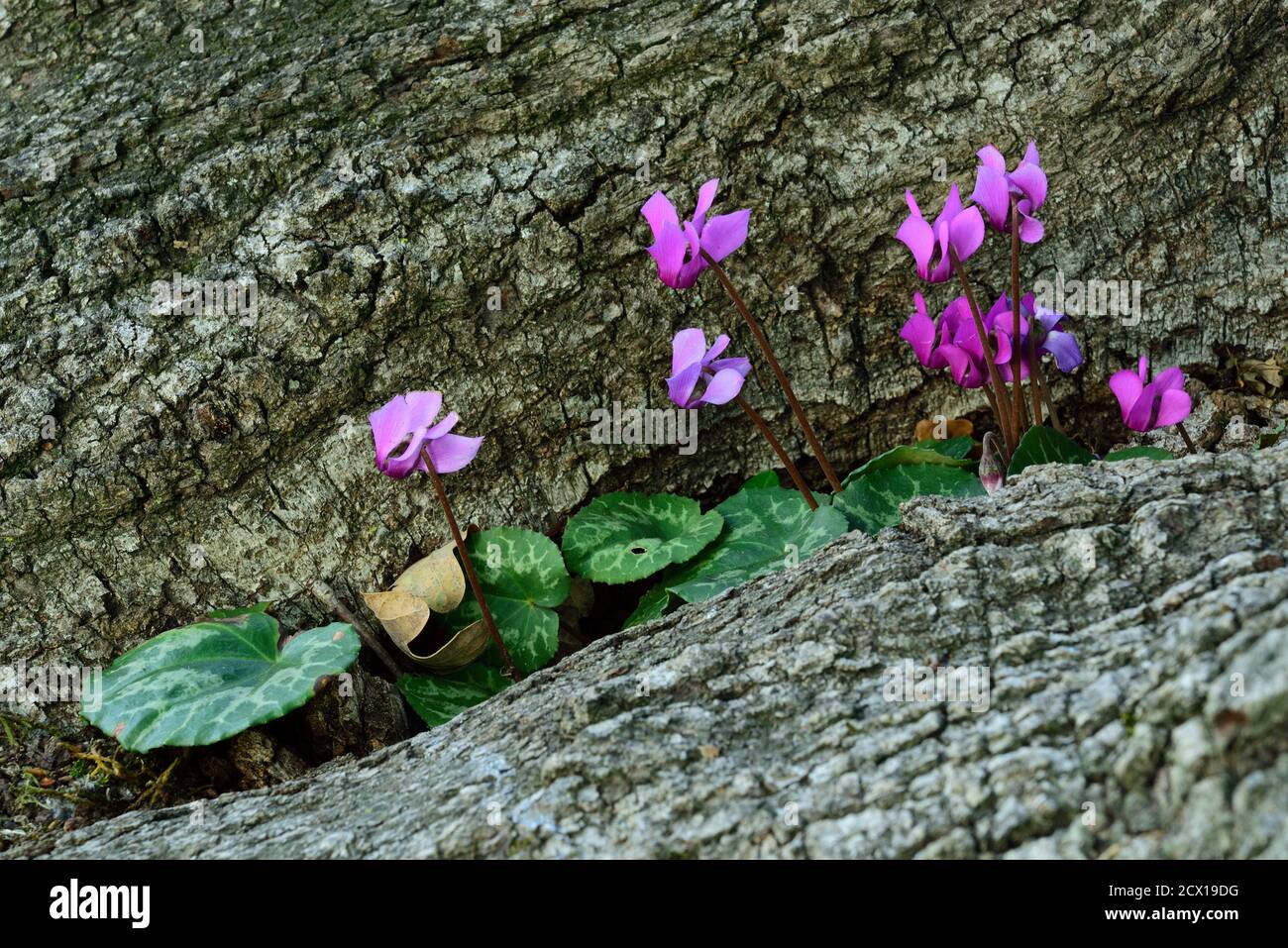 Ciclamino alpino, ciclamino purascens, Primulaceae, infiorescenza, fiori,  piante, radici di quercia, vicino a Maienfeld, Canton Graubünden. Svizzera  Foto stock - Alamy
