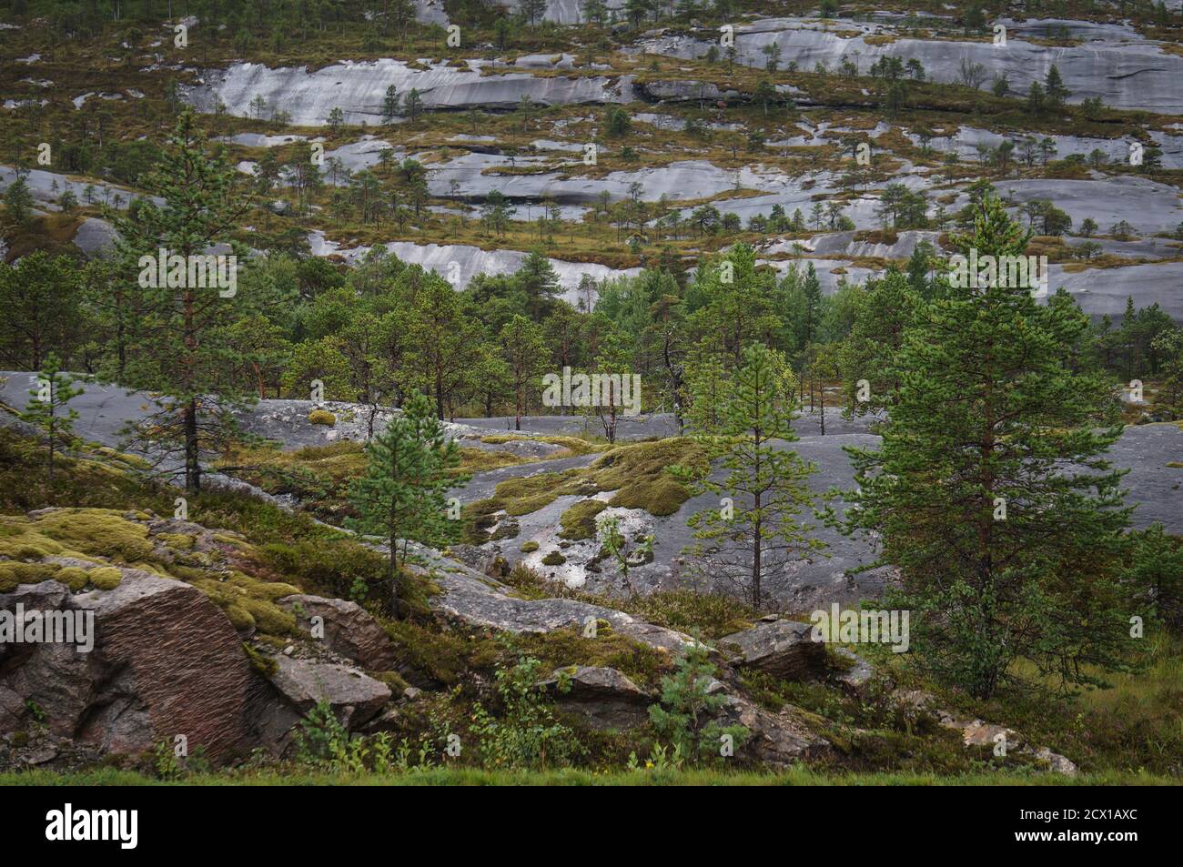 Alberi di pino verde su rocce grigie bagnate su una piovosa Giorno in Norvegia Foto Stock