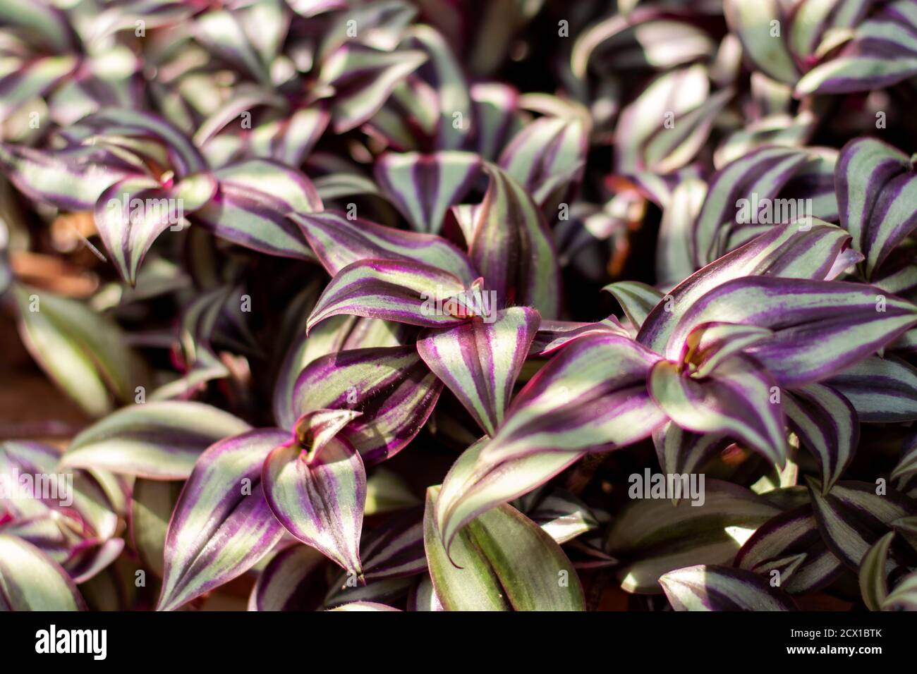 Tradescantia Zebrina piante da casa alla luce del sole. Conosciuto anche come il giudeo vagabondante, Dude vagabondante o pianta di pollice. Pianta interna. Foto Stock