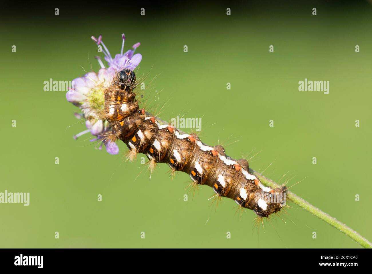 The Knot Grass, Acronicta rumicis, Moth caterpillar, nutrendo su Devil's bit scabious, Succisa pratensis, Sussex, UK, settembre Foto Stock